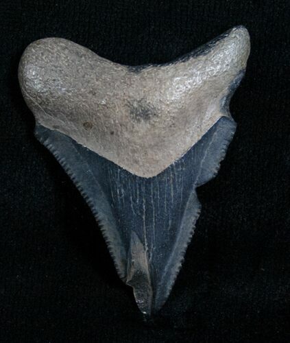 Bargain Megalodon Tooth - Florida #5467